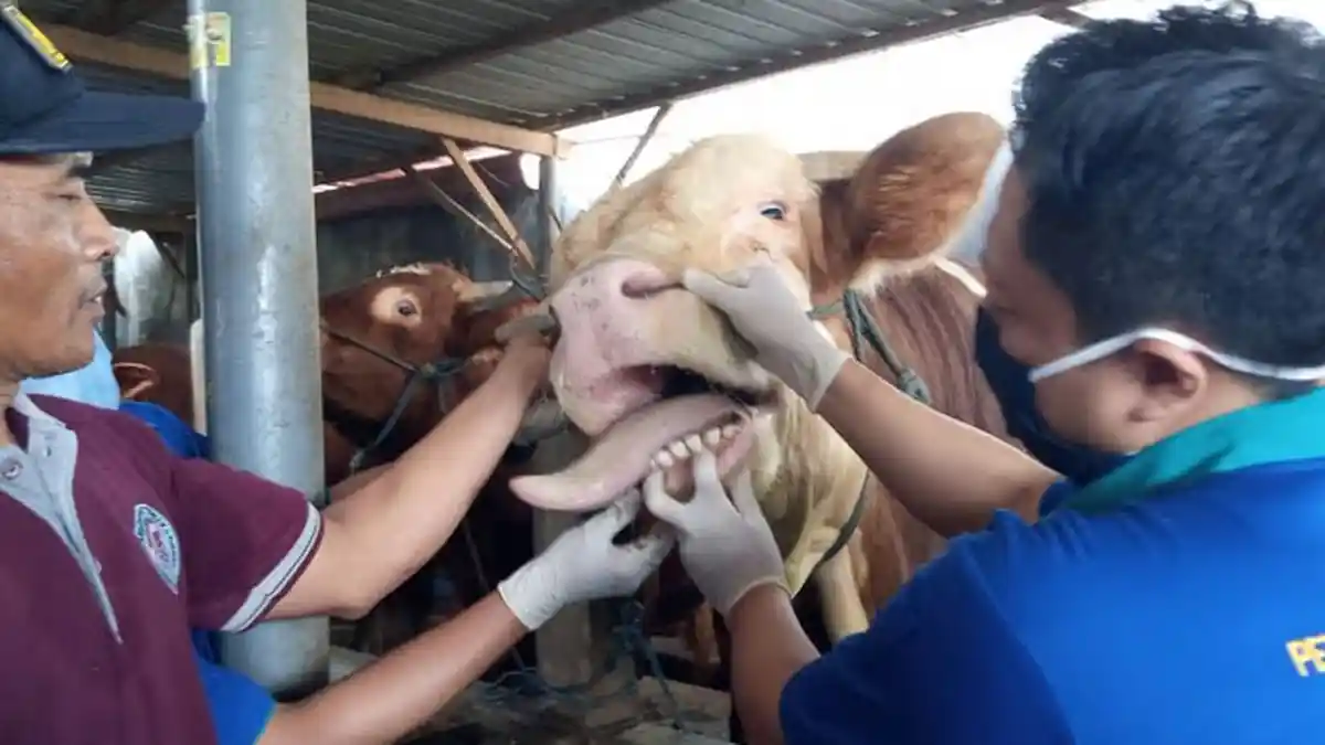 Menjelang Idul Adha, Penjualan Sapi Dari Peternak Desa Padangan Tulungagung Turun Drastis