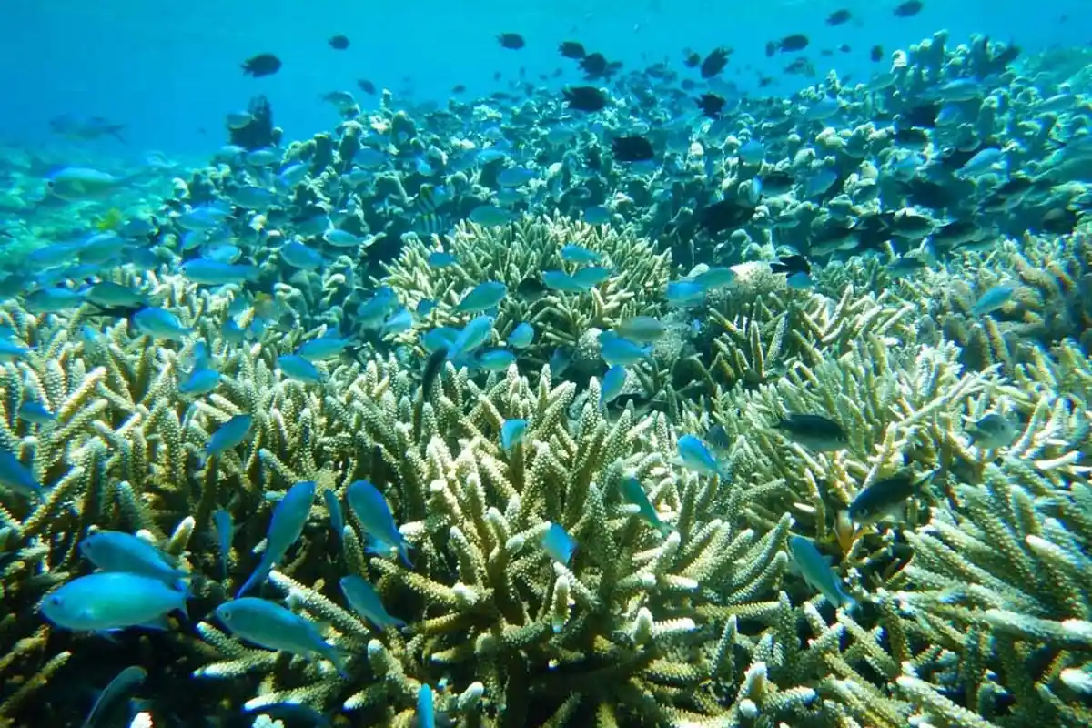 Ternyata, Nelayan Justru Memelihara Surga Bawah Laut di Pulau Mas Flotim