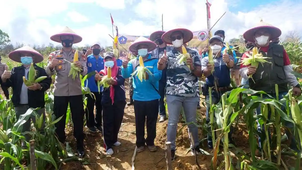 Bupati Bintan Apri Sujadi dan Kapolres Panen Jagung Manis