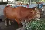 20260518-SI-KOMBET-Sapi-jantan-jenis-Limosin-murni-bernama-si-Kombet.jpg