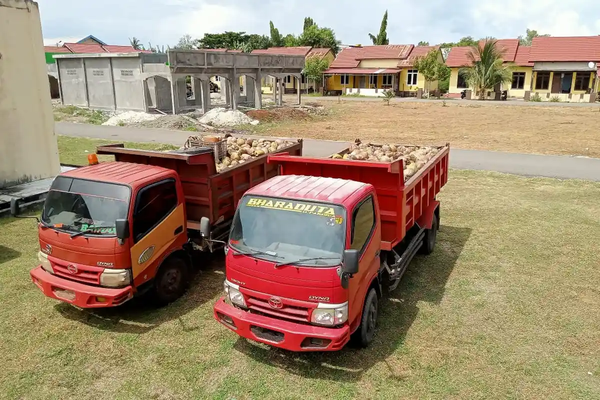 BREAKING NEWS: Polres Morotai Amankan 2  Unit Dump Truk Bermuatan  Ribuan  Kelapa Bido Tanpa Izin