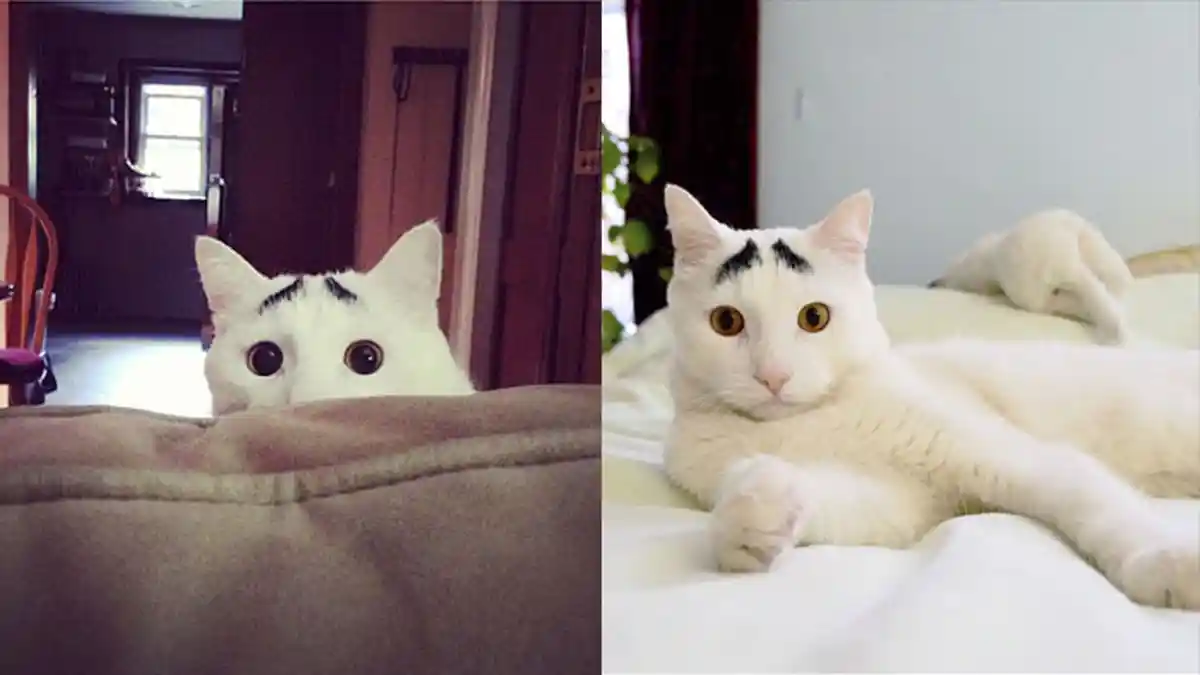 Mengapa Kucing Takut Mentimun? Peneliti dan Pakar Hewan Menjelaskan, Larang Lakukan Hal Ini
