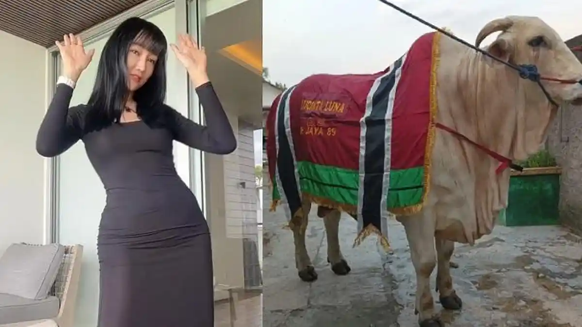 Sebentar Lagi Idul Adha, Lucinta Luna Beli Sapi Kurban Raksasa, Penampakannya Jadi Perbincangan