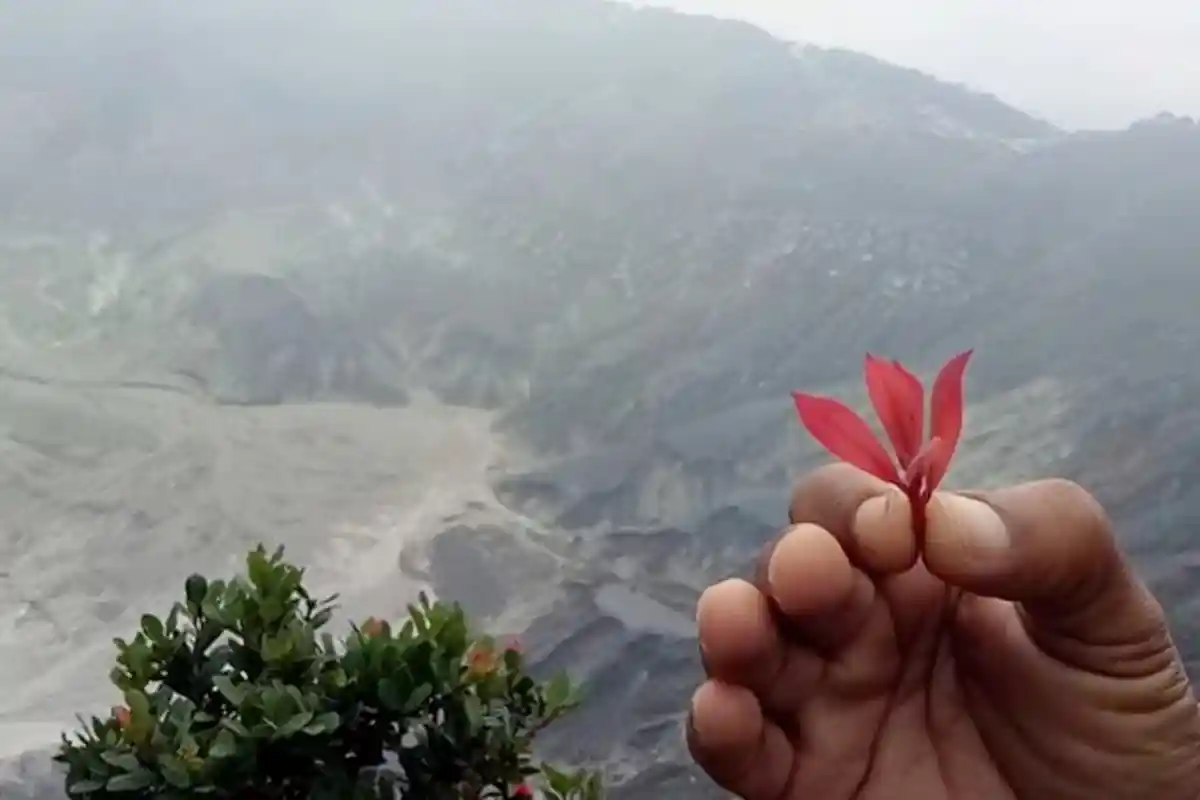 Mau Awet Muda Seperti Dayang Sumbi? Cobain deh Daun Manarasa di Kawah Ratu Gunung Tangkuban Parahu