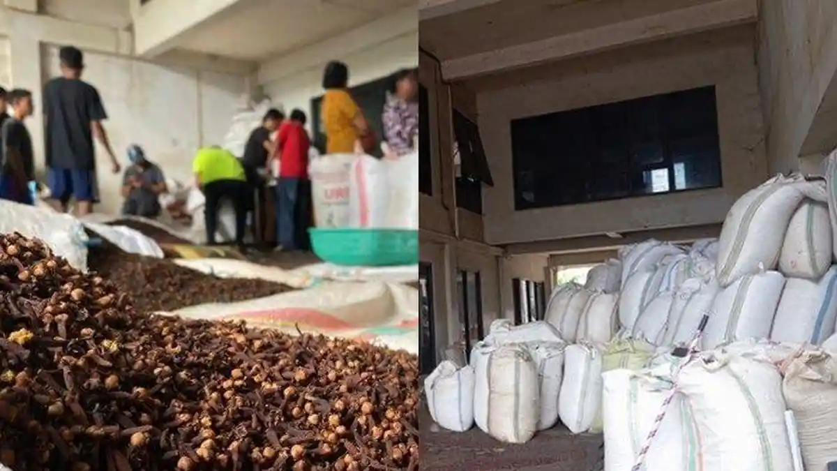 Harga Cengkih di Manado Sulawesi Utara Hari Ini Senin 12 Agustus 2024, Dekati Rp 100 Ribu Per Kilo