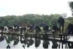 Perlindungan Garis Pantai Diperkuat Lewat Konservasi Mangrove