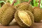 tips-memilih-durian-tanpa-harus-dibuka-dari-bentuk-duri-hingga-kulitnya.jpg