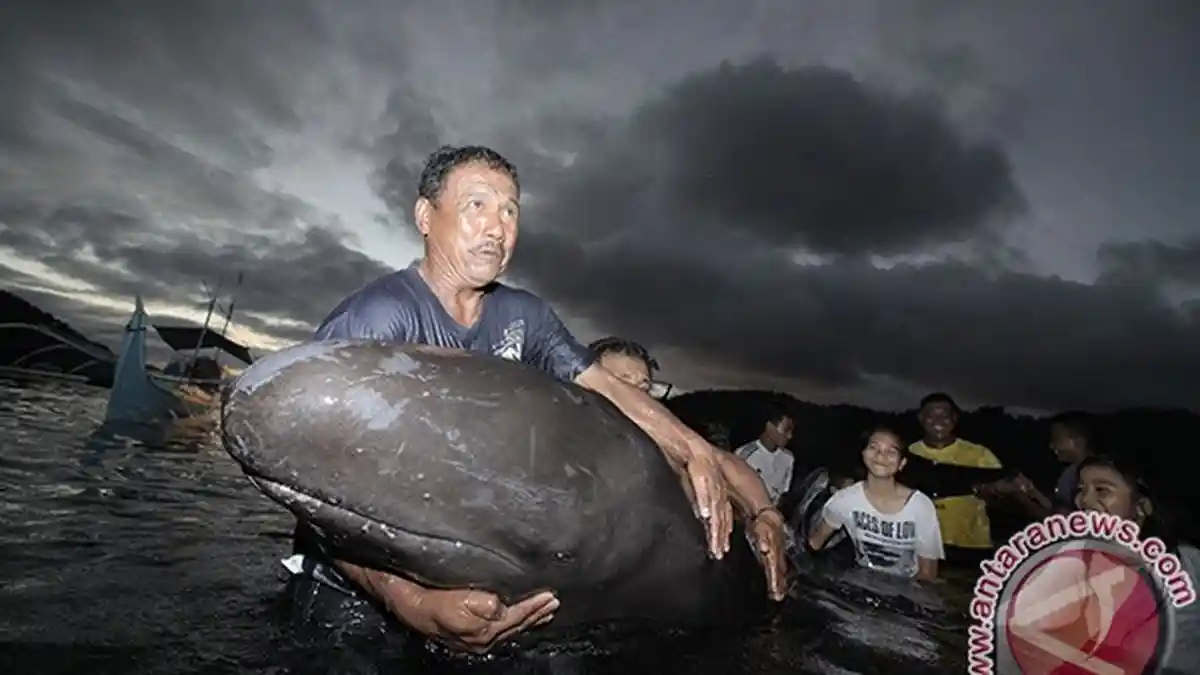 Masyarakat Sorong Diajak Lindungi Ikan Paus