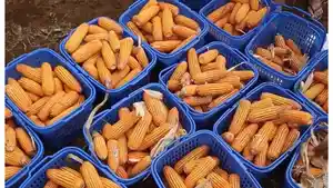PANEN-RAYA-JAGUNG-56.jpg