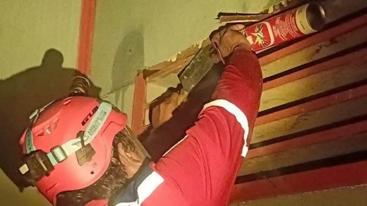 Dalam 4 Bulan Ada 20 Laporan Evakuasi Sarang Tawon yang Diterima Satpol PP dan Damkar Malinau