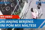 terekam-cctv-2-wanita-curi-anjing-berjenis-mini-pom-mix-maltese-di-jalan-sutomo-ujung.jpg