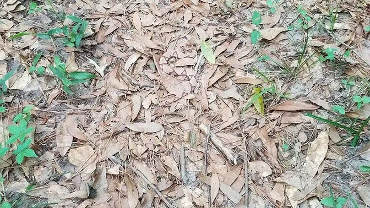 Foto Tumpukan Daun Gegerkan Internet, Bisakah Anda Temukan Ular di Sini?