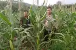 jagung-jelai-hulu.jpg
