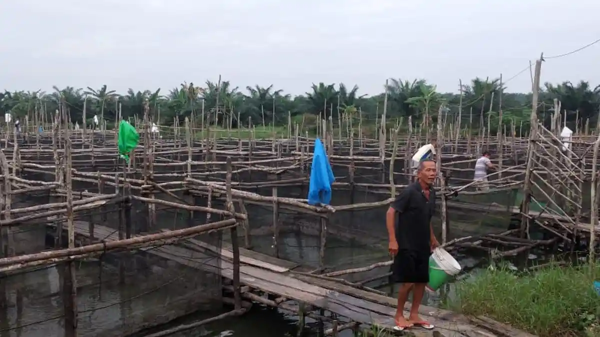 UPP PB Bangka Beli Ikan Lele Hasil Panen Petani 2 hingg 2,5 Ton/Bulan - 20210829-lele3.jpg