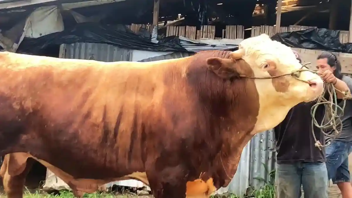 Sapi Seberat 1 Ton Lebih Didaftarkan Jadi Kurban Prabowo di Bukittinggi, Sudah Lewati Cek Kesehatan