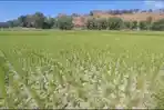 sawah-kering-magepanda.jpg