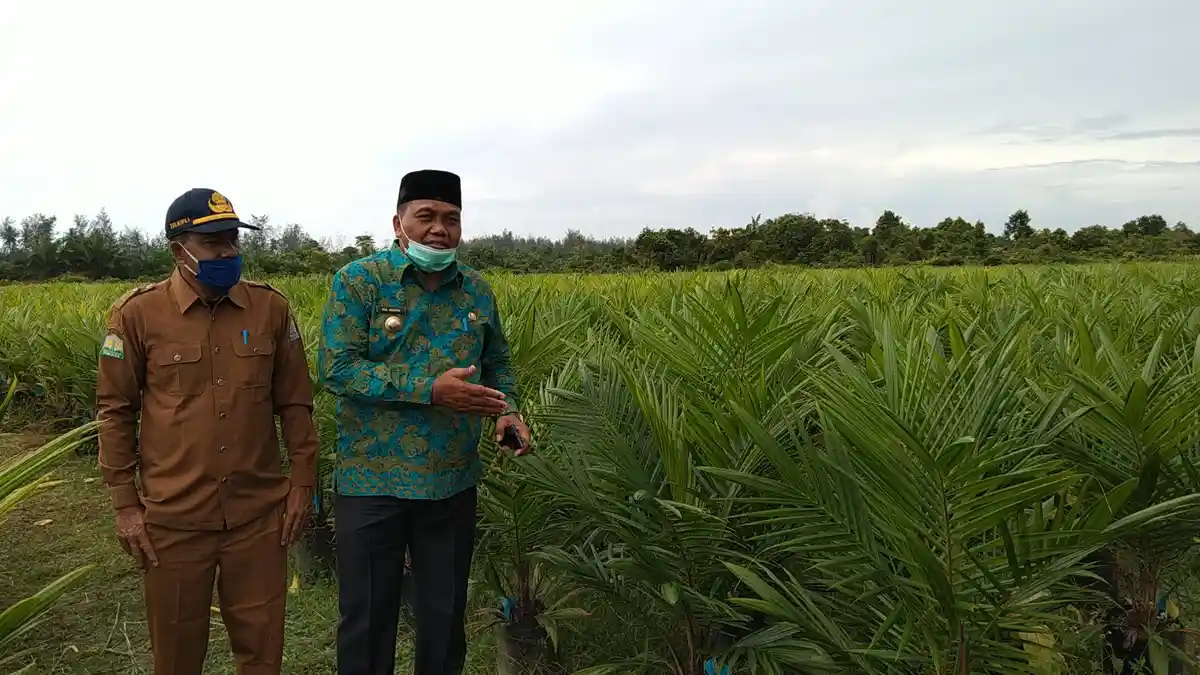Kadis Perkebunan Aceh Singkil : Harga Sawit di Atas Ketetapan Pemerintah Aceh