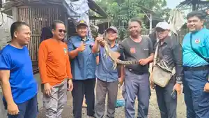 evakuasi-buaya-di-Desa-Deyeng-Kecamatan-Ringinrejo-Kabupaten-Kediri-Kamis-3042026.jpg