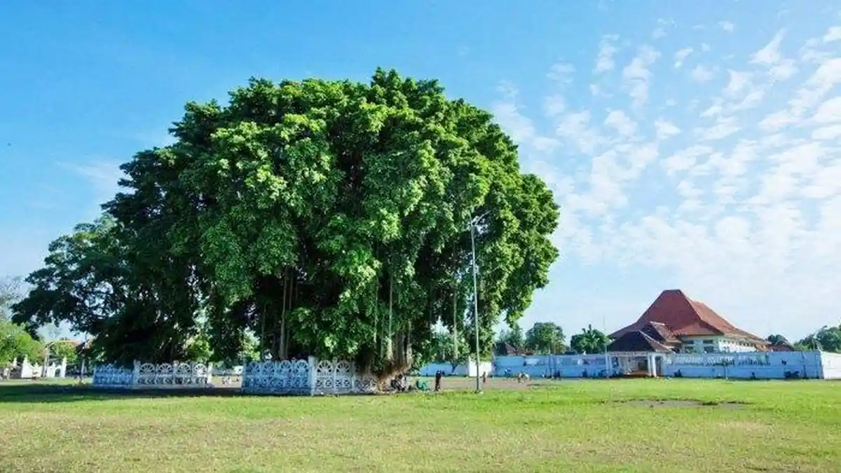 Benarkah Alun-alun Kidul Akan Ditutup? Sri Sultan HB X: Tanya Mangkubumi