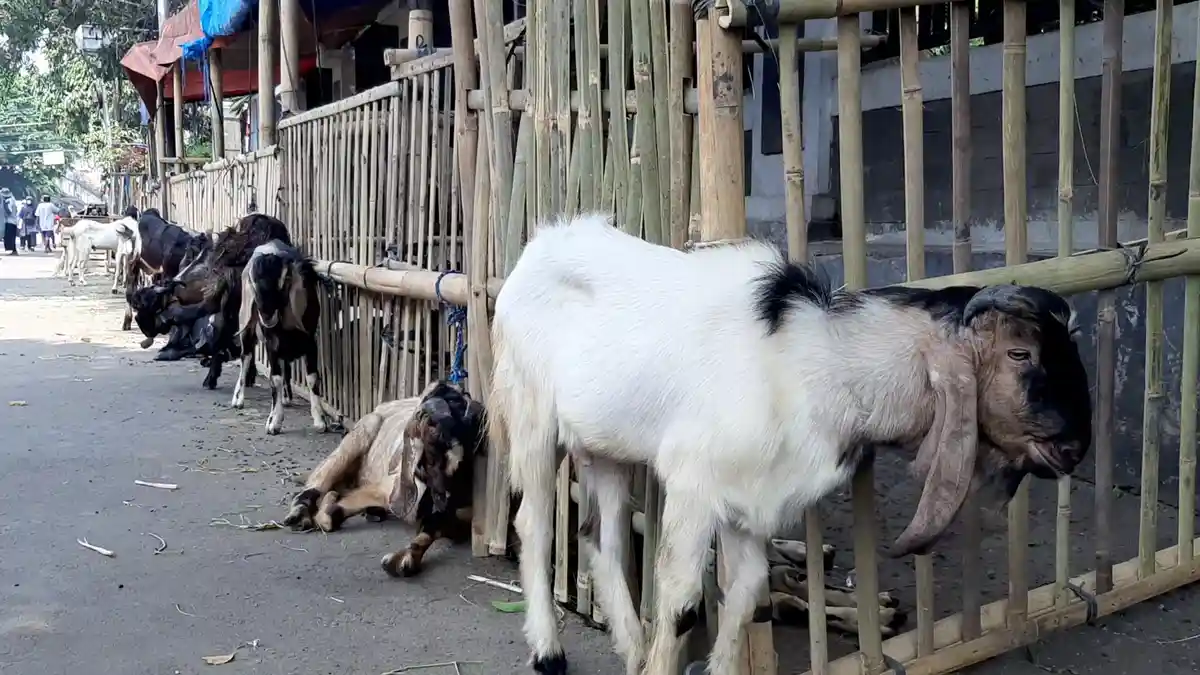 Pedagang Hewan Kurban di Tanah Abang Pastikan Dapat Izin Berjualan dari Camat