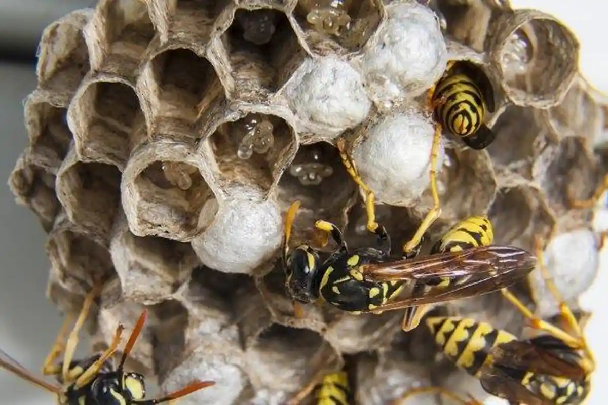Polisi Diserang Tawon saat Cari Pisau Barang Bukti Kasus Pembunuhan di Semak-Semak