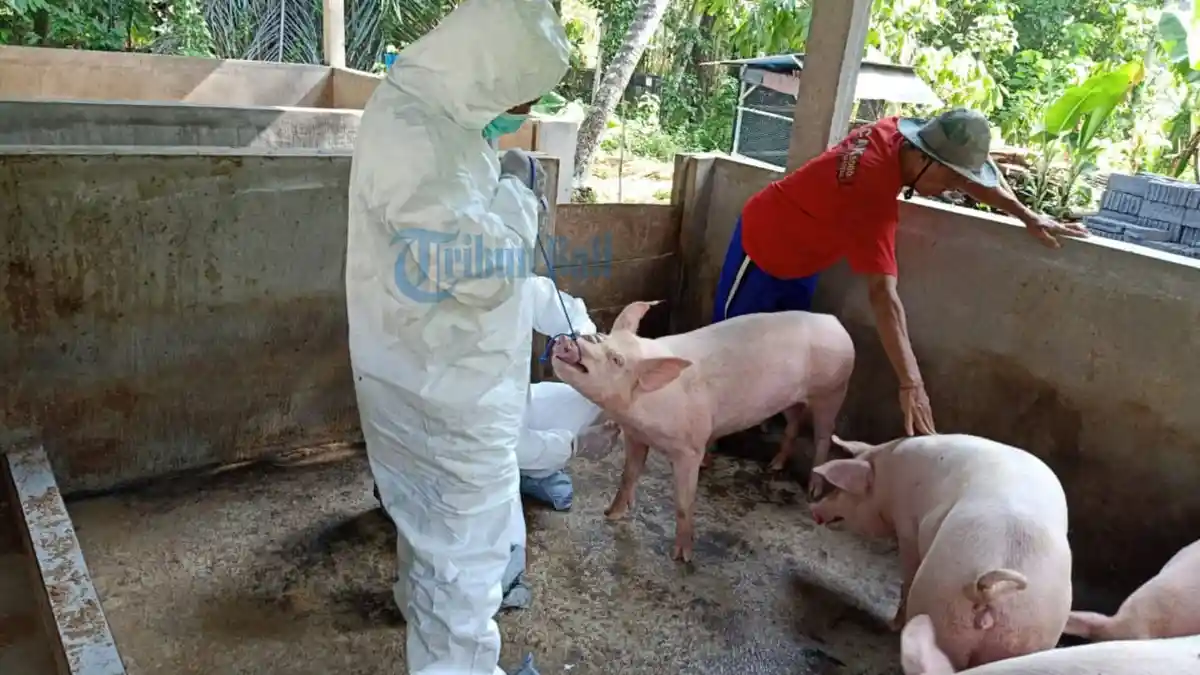 Selama Empat Bulan, Babi Mati Mendadak di Tabanan Tembus 17 Ribu Ekor Lebih