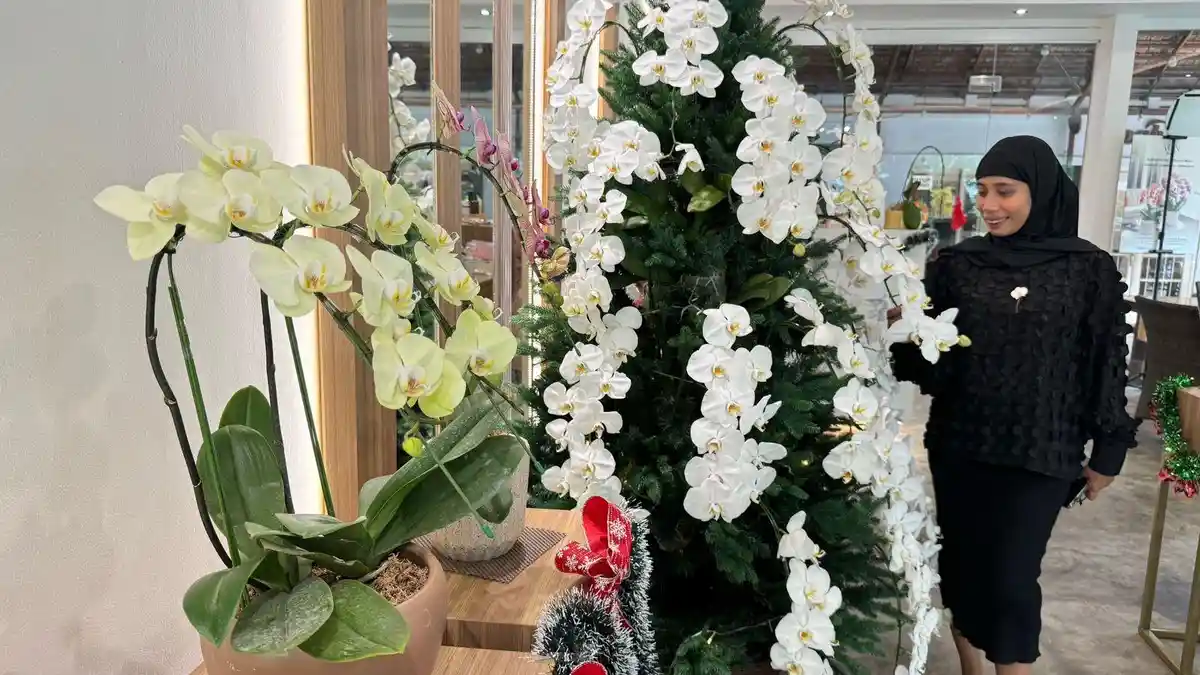 Tanaman Hias Anggrek Bulan Dirangkai Jadi Pohon Natal Setinggi 2 Meter, Percantik Dekorasi Rumah