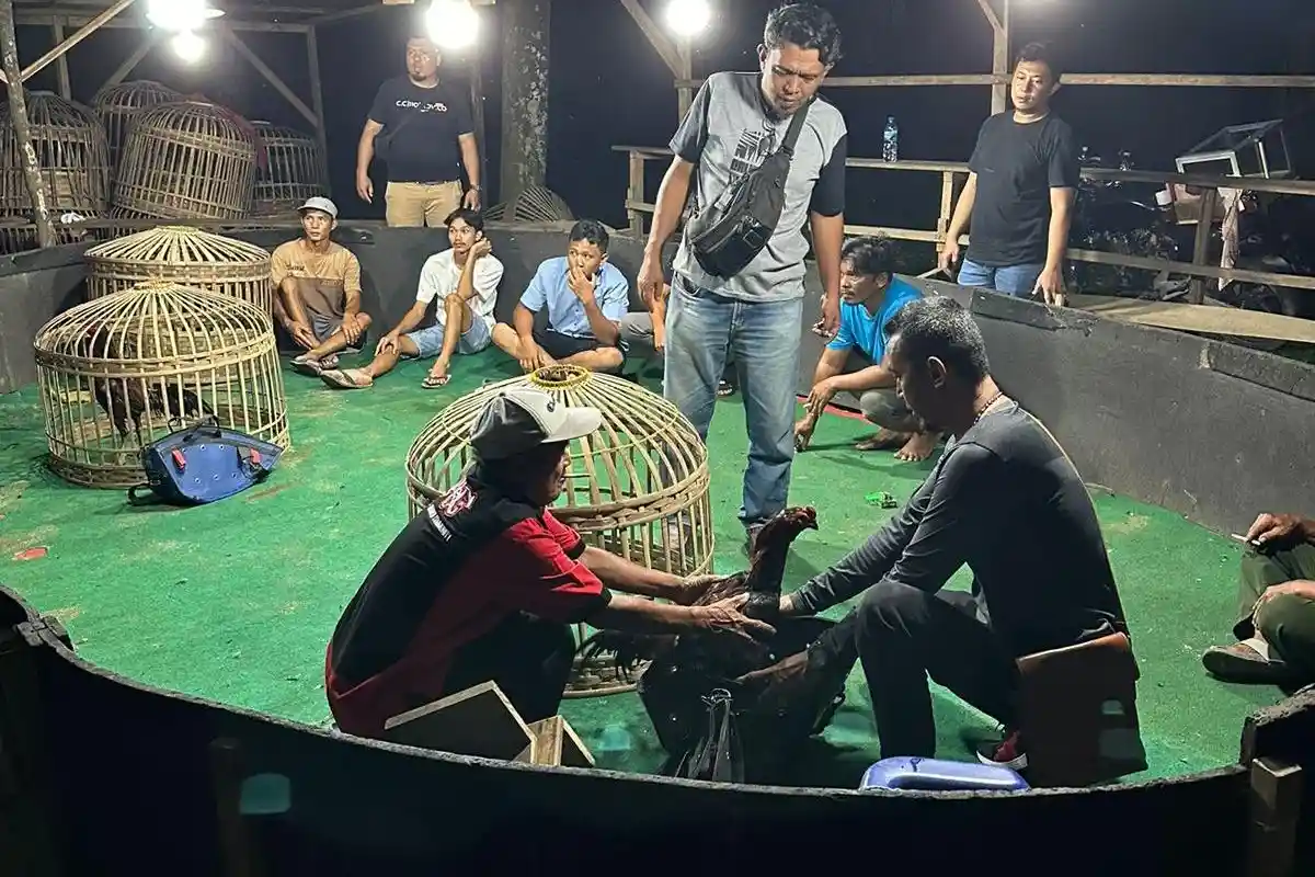 Gerebek Markas Judi Sabung Ayam di Tanah Jawa, Jatanras Polres Simalungun Tangkap 7 Pelaku