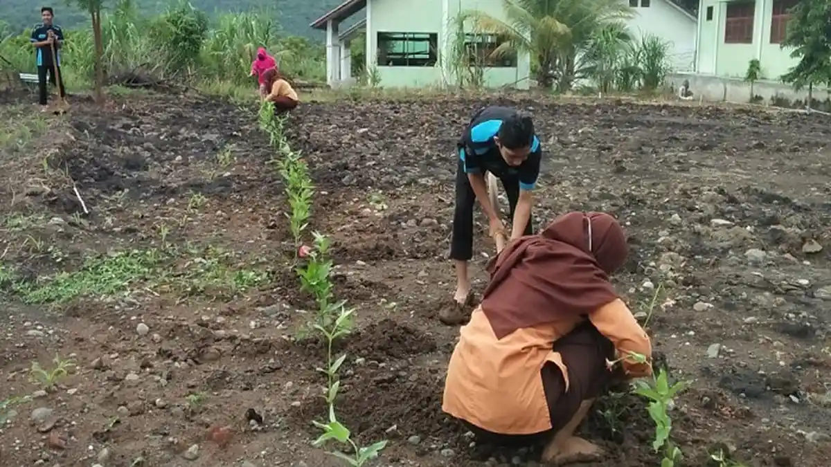 Siswa SMKN Simpang Mamplam Lakukan Praktik Tanam Jagung