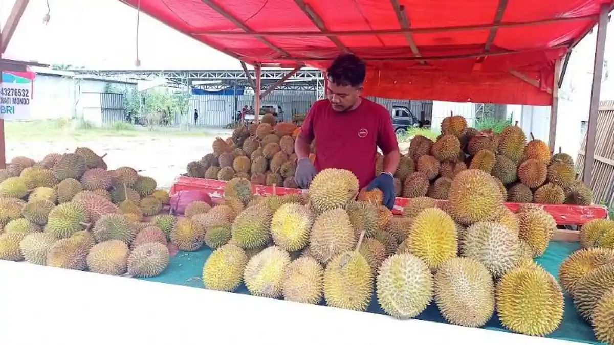 Iki Tanaiyo Penjual Durian di Bone Bolango Gorontalo, Sehari Raup Omzet Jutaan Rupiah