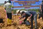 Dukung Ketahanan Pangan, Polres Labusel Tanam Jagung Serentak Kuartal I 2026 di Desa Sosopan