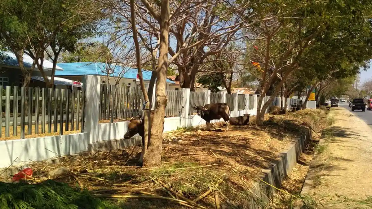 Mau Tahu, Harga Jual Ternak Kurban di Kota Kupang Saat Ini