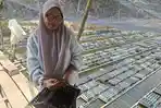 Kembangkan Budidaya Kepiting Soka, Kelompok Wanita di Aceh Tamiang Raih Omzet Rp 2 Juta per Hari