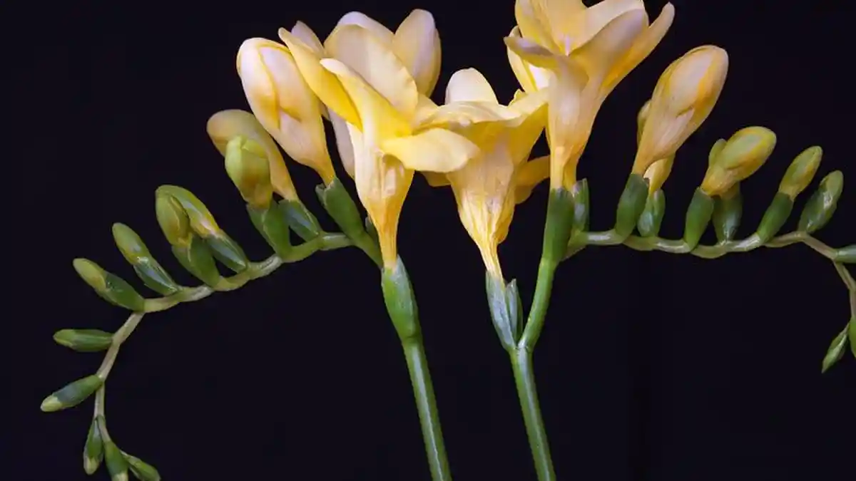 Cara Merawat Bunga Freesia, Simbol Kemurnian dan Kepercayaan