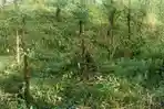 Ribuan Tanaman Kopi PTPN Bondowoso Kembali Dirusak Orang, Sudah Kasus ke 7 Tapi Belum Terungkap