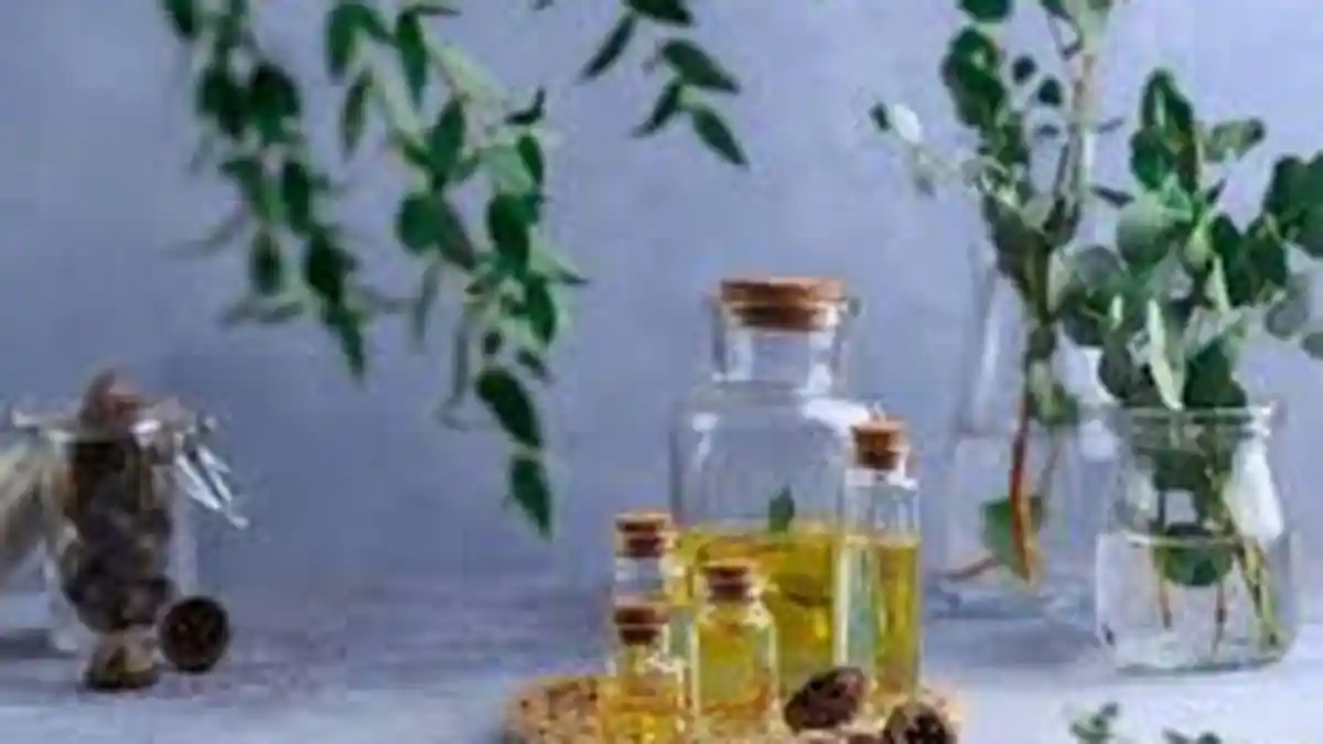 TIPS SEHAT, Sediakan di Rumah, Ini 8 Manfaat Minyak Kayu Putih, Buat Terapi Anosmia