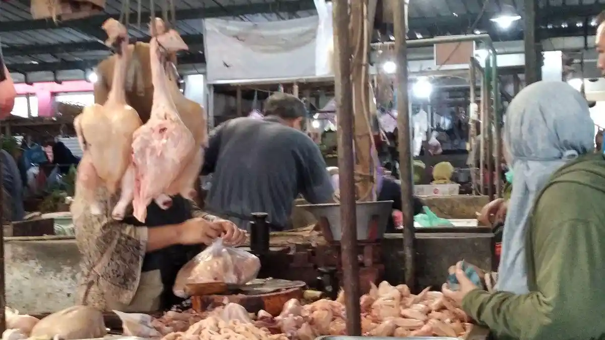 Ciri-Ciri Ayam Potong Gelonggongan yang Wajib Diketahui