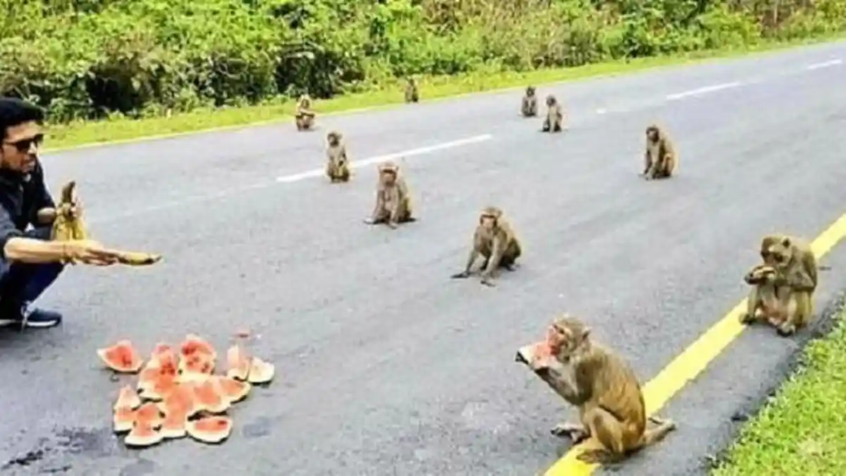 Lucu dan Menggemaskan, Sekelompok Monyet Menerapkan Social Distancing saat Diberi Makanan