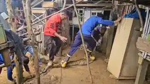 Ular-Sanca-4-Meter-di-Kandang-Ternak-Warga-Tipulu-Kendari-Barat-Diamankan-Damkar-Mangsa-1-Ekor-Ayam.jpg