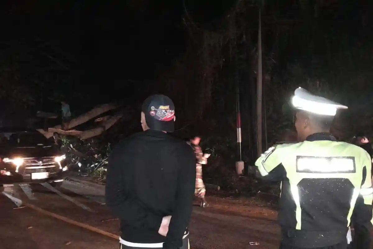 PLN Keluarkan Peringatan Listrik Padam Selama 3 Jam, Imbas Pohon Tumbang di Poros Makale-Rantepao