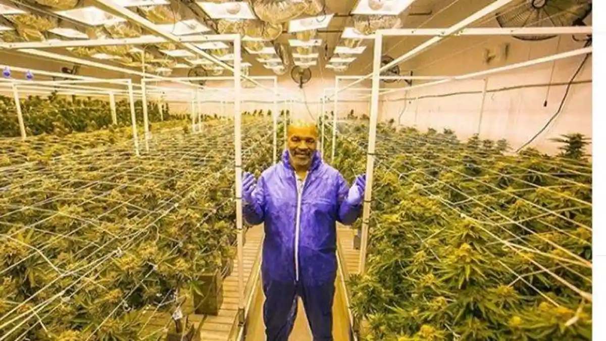 Pensiun dari Dunia Tinju, Mike Tyson Sekarang Malah Sibuk Tanam dan Jual Ganja