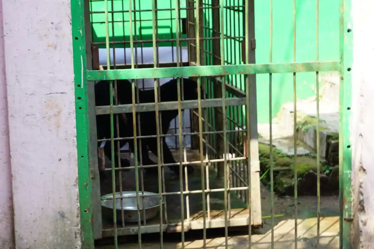 Jika PPKM Diperpanjang Lagi, Rusa dan Angsa di Bonbin Bandung Bisa Jadi Pakan untuk Macan Tutul