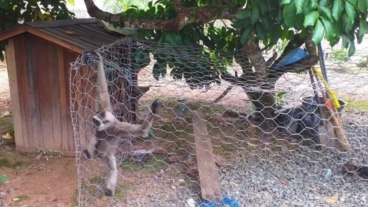 Hewan Langka yang Ditemukan Saat Gerebek Pengedar Sabu Diserahkan ke BKSDA