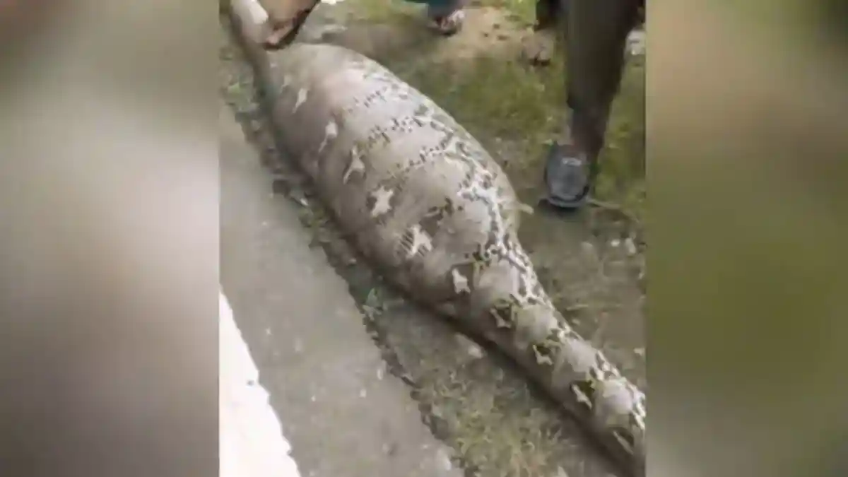 Heboh Temuan Ular Piton dengan Kondisi Perut Buncit, Terkuak Ular Sanca Habis Memakan Sesuatu