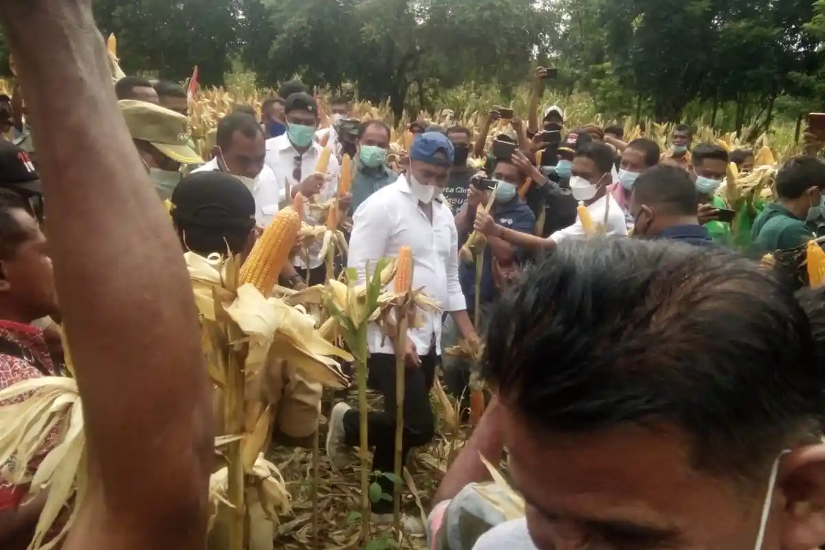 Begini Penjelasan Gubernur NTT Terkait Program Tanam Jagung Panen Sapi, Info