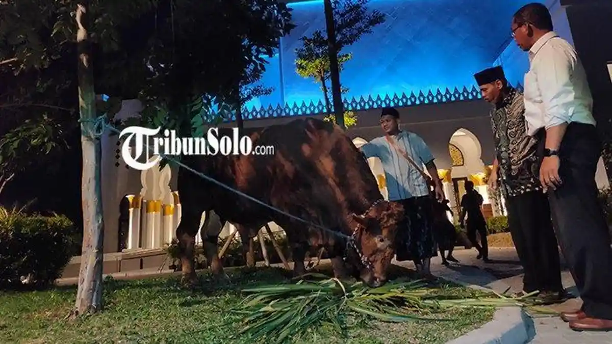 MASYA ALLAH! Kurban Sapi Jokowi di Masjid Zayed Solo 1,042 Ton, Mandi 3 Kali Sehari, 'Nurut, Kontes'