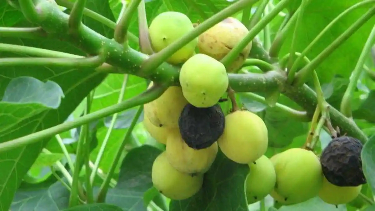 5 Tanaman Ini Ternyata Bisa Beracun!  Hati-hati No 2 Sering Dikira Sayur