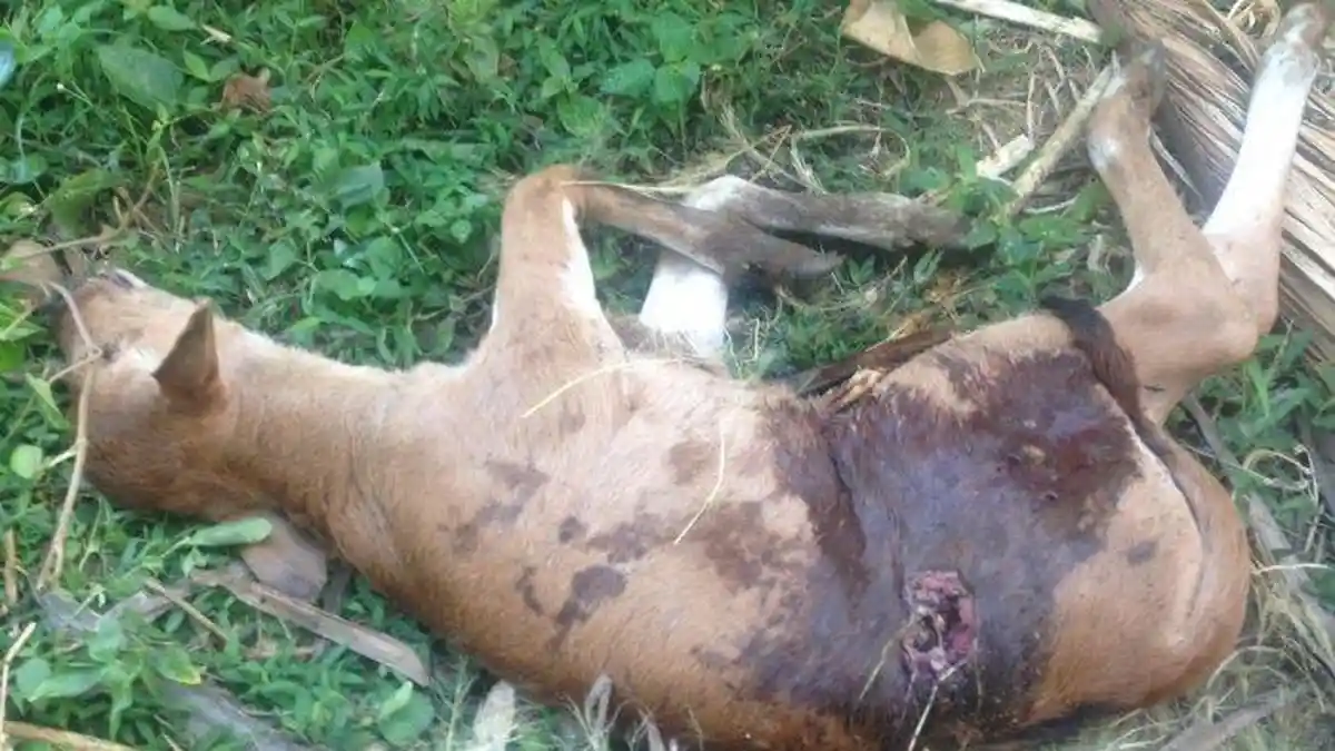 Sapi Jantan yang Mati Misterius, Dikaitkan Penampakan Manusia Berkepala Anjing