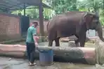 Penjaga-Gajah-Yayat-supriatna-tengah-membersihkan-kandang-Gajah-Salma-di-Bandung-Zoo.jpg