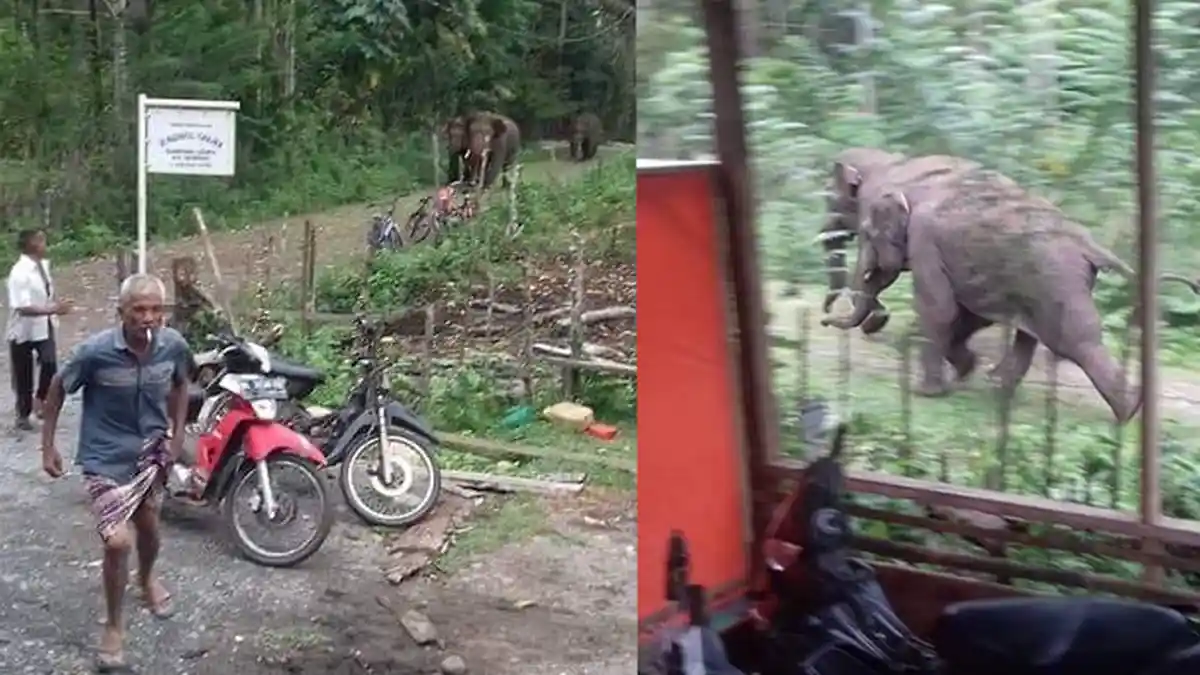 Dua Kawanan Gajah Berkeliaran di Permukiman, FFI Ingatkan Potensi Konflik Satwa di Musim Panen Padi